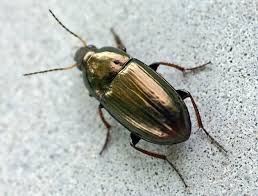 Attēlu rezultāti vaicājumam “Linaeidea aenea”