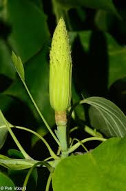 Attēlu rezultāti vaicājumam “Liriodendron tulipifera fruit”