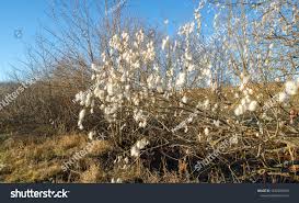 Attēlu rezultāti vaicājumam “Salix pentandra flower”