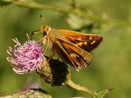 Attēlu rezultāti vaicājumam “Hesperia comma female”