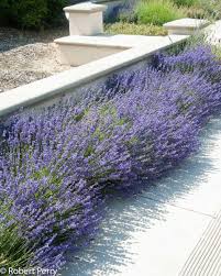 Attēlu rezultāti vaicājumam “Lavandula angustifolia”