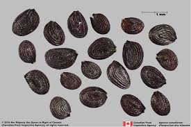 Attēlu rezultāti vaicājumam “Thlaspi arvense”