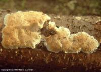 Attēlu rezultāti vaicājumam “Junghuhnia nitida”