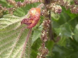 Attēlu rezultāti vaicājumam “Puccinia urticata”