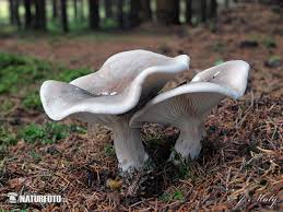 Attēlu rezultāti vaicājumam “Clitocybe nebularis”