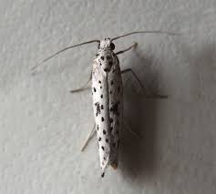 Attēlu rezultāti vaicājumam “Yponomeuta plumbella”