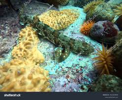 Image result for Haploblepharus edwardsii