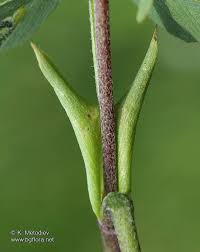 Attēlu rezultāti vaicājumam “Trifolium spadiceum”