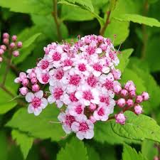Attēlu rezultāti vaicājumam “Spiraea”
