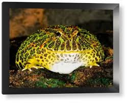 Image result for Ceratophrys ornata