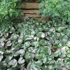 Attēlu rezultāti vaicājumam “Asarum europaeum leaf”