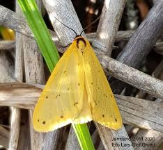 Attēlu rezultāti vaicājumam “Setina irrorella”