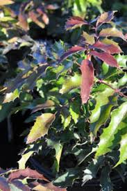 Attēlu rezultāti vaicājumam “Mahonia aquifolium leaf”