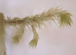 Attēlu rezultāti vaicājumam “Rhytidiadelphus triquetrus sporophyte”