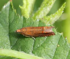 Attēlu rezultāti vaicājumam “Lathronympha strigana”