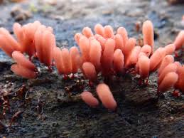 Attēlu rezultāti vaicājumam “Arcyria denudata macro”