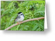 Image result for Dendroica striata