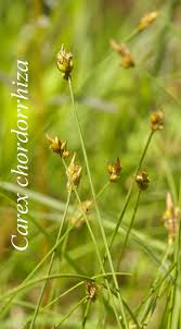 Attēlu rezultāti vaicājumam “Carex chordorrhiza”