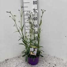 Attēlu rezultāti vaicājumam “Lychnis flos-cuculi fruit”