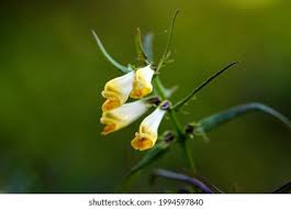 Attēlu rezultāti vaicājumam “Melampyrum pratense flower”