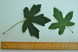 Attēlu rezultāti vaicājumam “Acer campestre leaf”