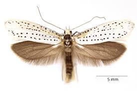 Attēlu rezultāti vaicājumam “Yponomeuta evonymella”