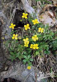 Attēlu rezultāti vaicājumam “Potentilla erecta flower”