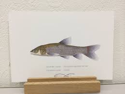 Image result for Mylopharyngodon piceus