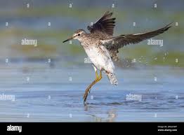 Attēlu rezultāti vaicājumam “Tringa glareola adult”