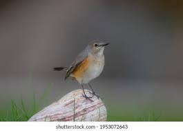 Image result for Irania gutturalis