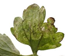 Attēlu rezultāti vaicājumam “Phytomyza ranunculi”