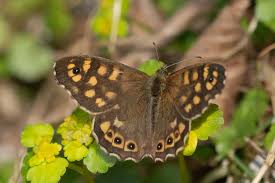 Attēlu rezultāti vaicājumam “Pararge aegeria upperside”