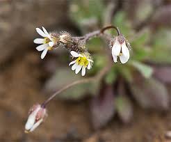 Attēlu rezultāti vaicājumam “Erophila verna flower”