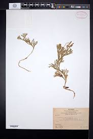 Attēlu rezultāti vaicājumam “Diphasium complanatum”