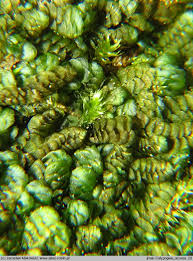 Attēlu rezultāti vaicājumam “Calypogeia azurea”