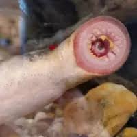 Image result for Lethenteron camtschaticum