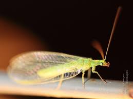 Attēlu rezultāti vaicājumam “Chrysopidae imago”