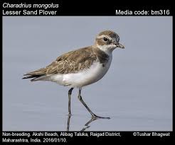 Image result for Charadrius mongolus