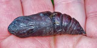 Attēlu rezultāti vaicājumam “Scardia boletella pupa”