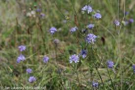 Image result for Scabiosa canescens