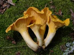 Attēlu rezultāti vaicājumam “Cantharellus cibarius”