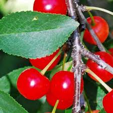 Attēlu rezultāti vaicājumam “Cerasus bud”