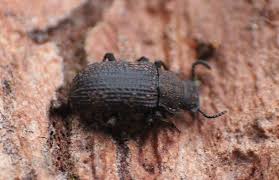Attēlu rezultāti vaicājumam “Bolitophagus reticulatus larva”
