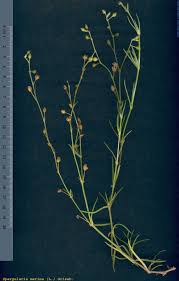 Attēlu rezultāti vaicājumam “Spergularia marina leaf”