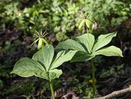 Attēlu rezultāti vaicājumam “Paris quadrifolia”