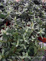 Attēlu rezultāti vaicājumam “Helianthemum x hybridum flower”