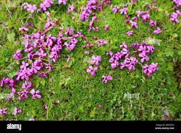 Image result for Silene schafta