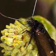 Attēlu rezultāti vaicājumam “Adela cuprella”