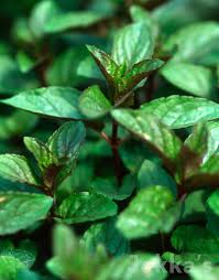 Attēlu rezultāti vaicājumam “Mentha x piperita leaf”