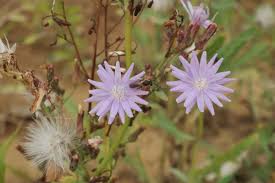 Attēlu rezultāti vaicājumam “Lactuca tatarica leaf”